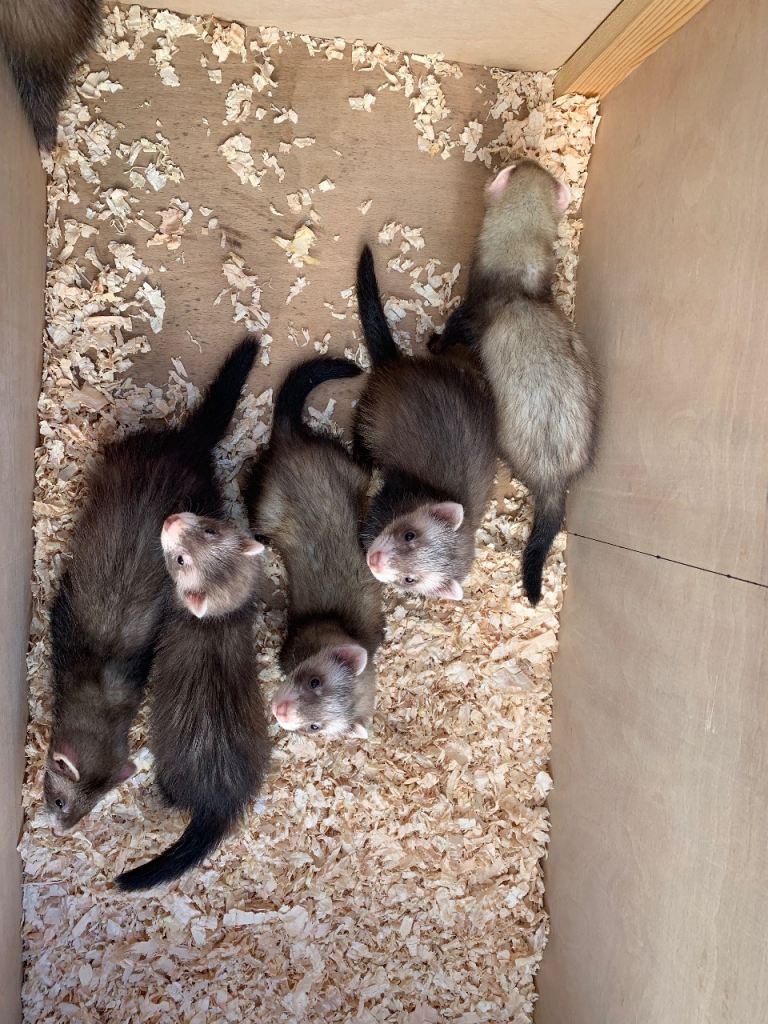 Ferrets ready to leave