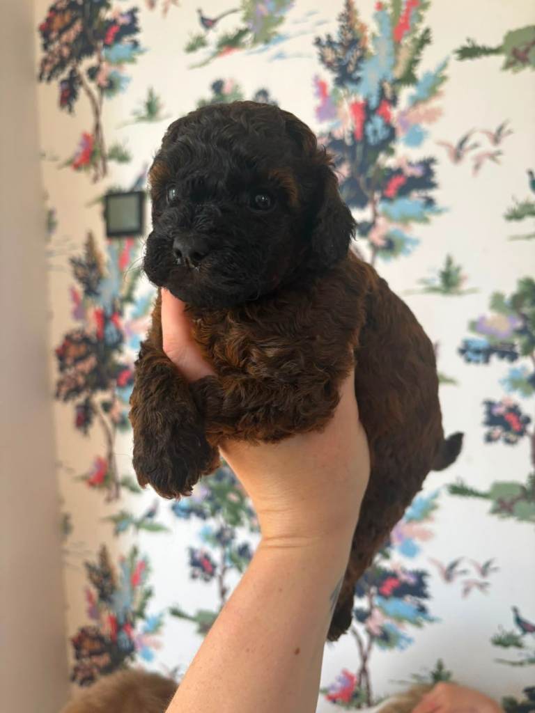 Cavapoo puppies 3 left