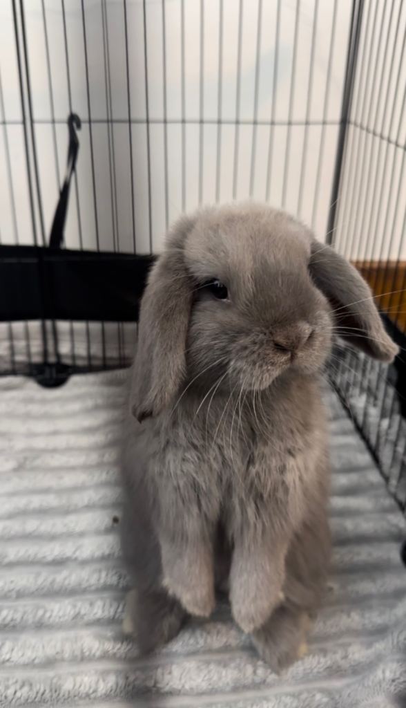 Mini lop bunny for sale