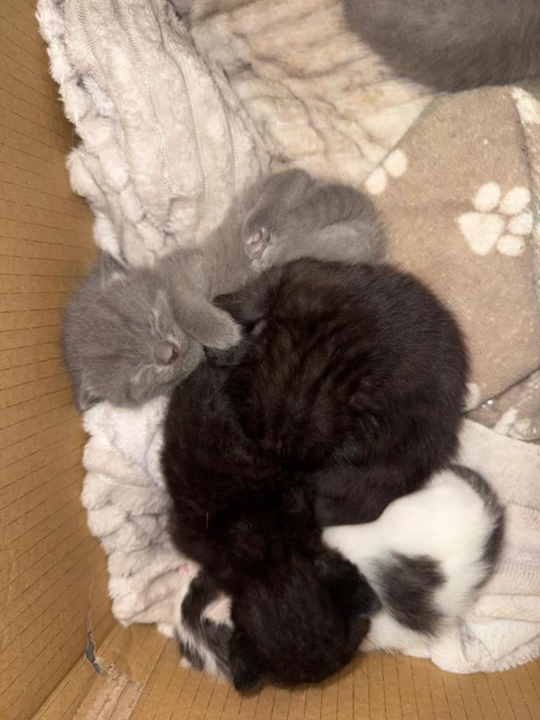 Kittens (ready 08/06/2026)