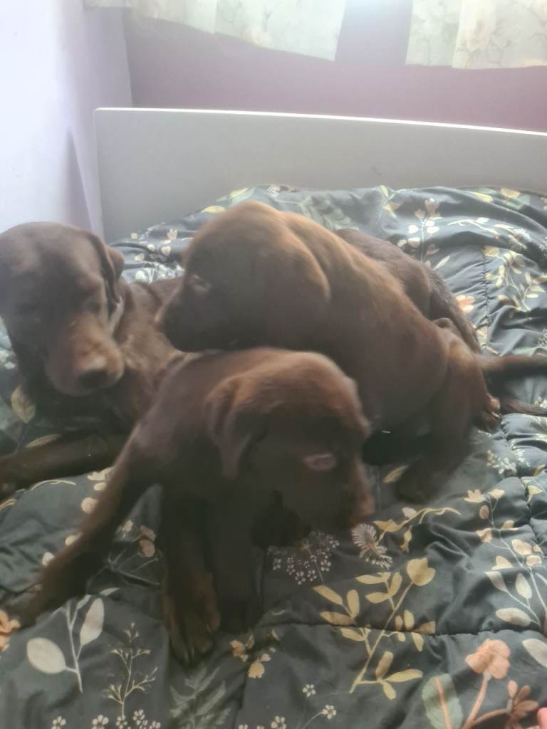 Chocolate Labradors 