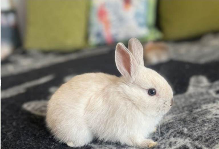 Netherland Dwarf 