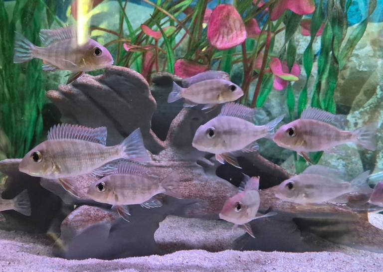 Geophagus Tapajos 