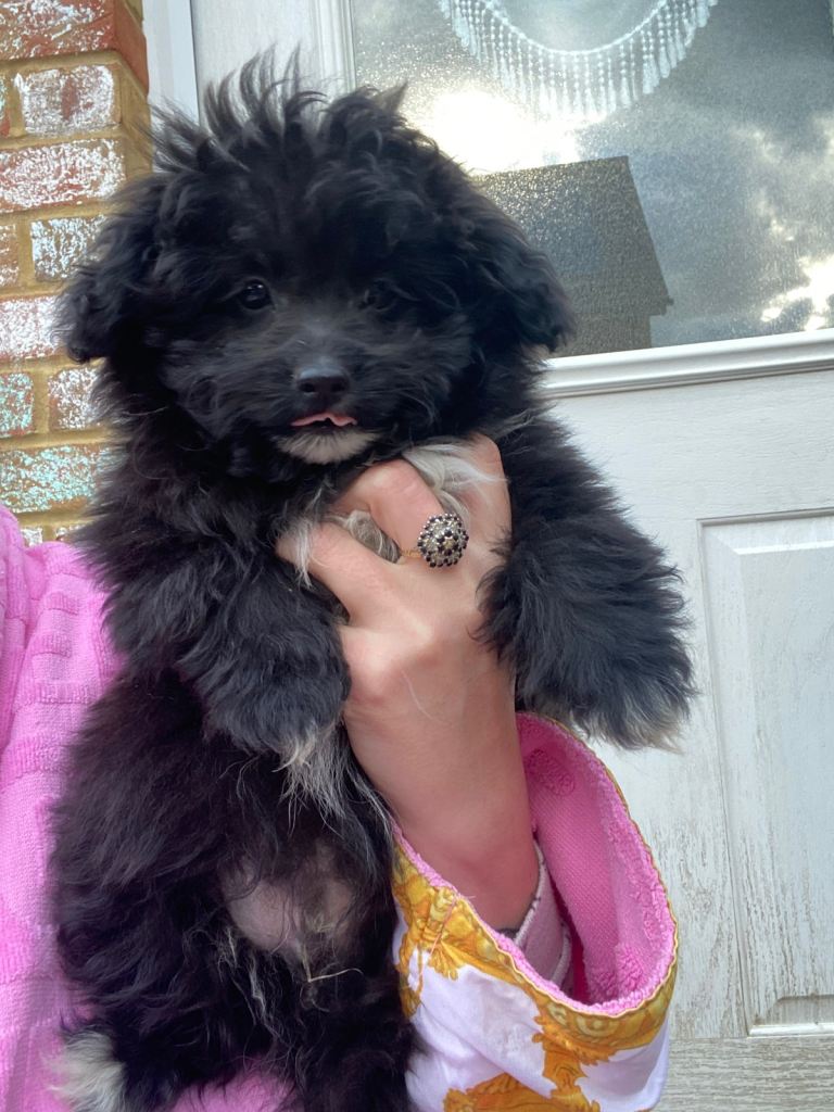 LAST Toy ASIAN pomapoo