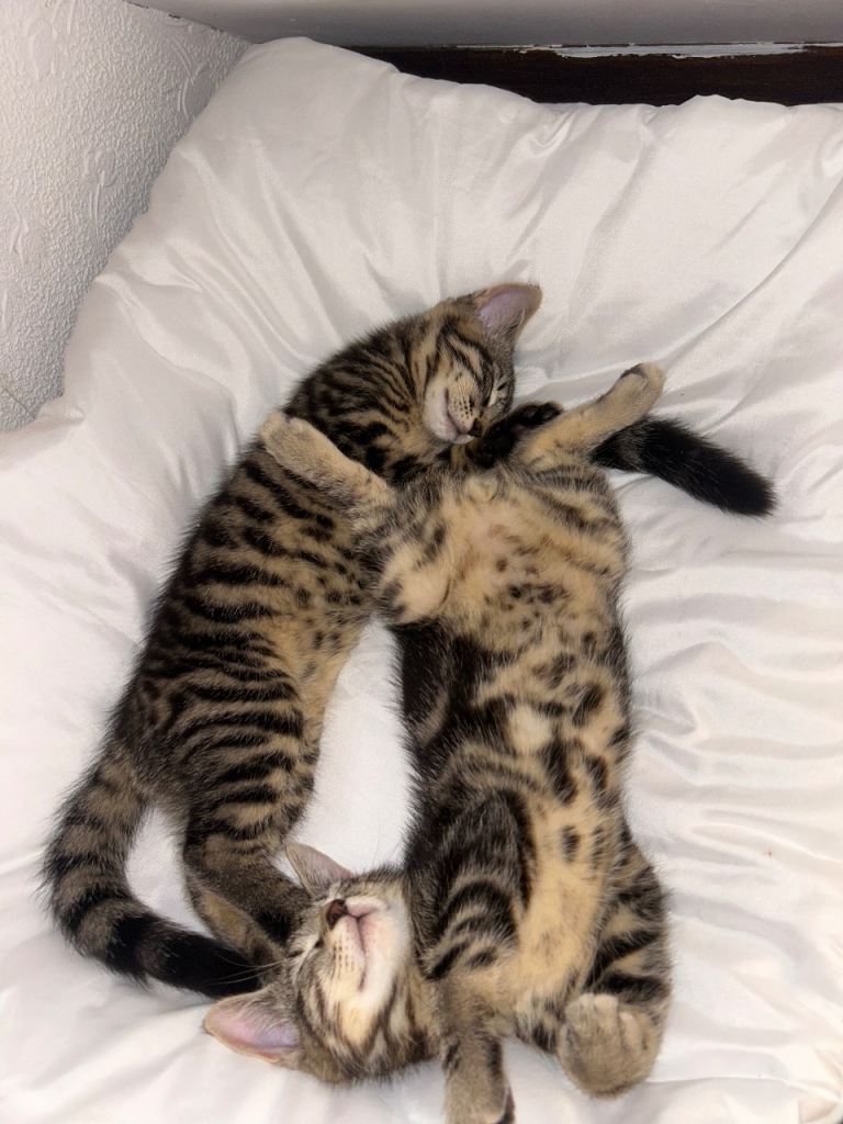 2 Male tabby kittens
