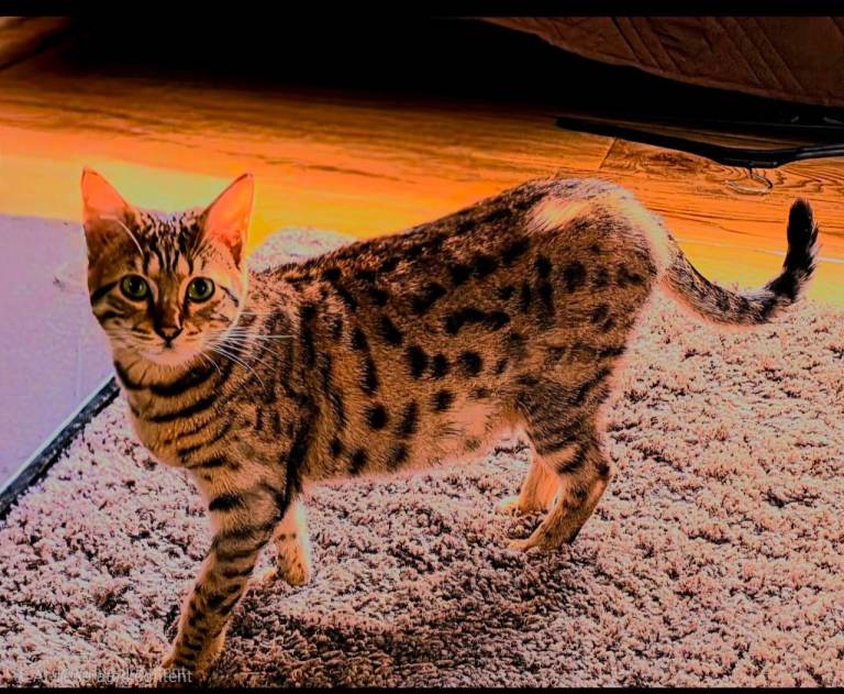 Cat for sale