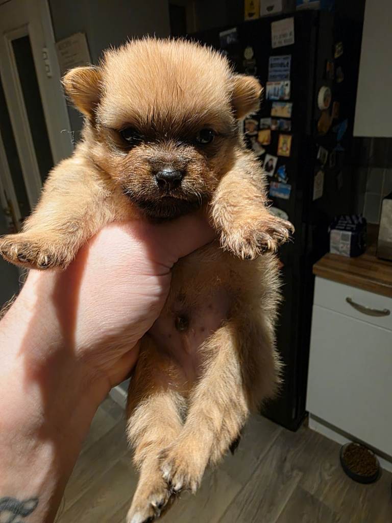 Pomeranian puppy 