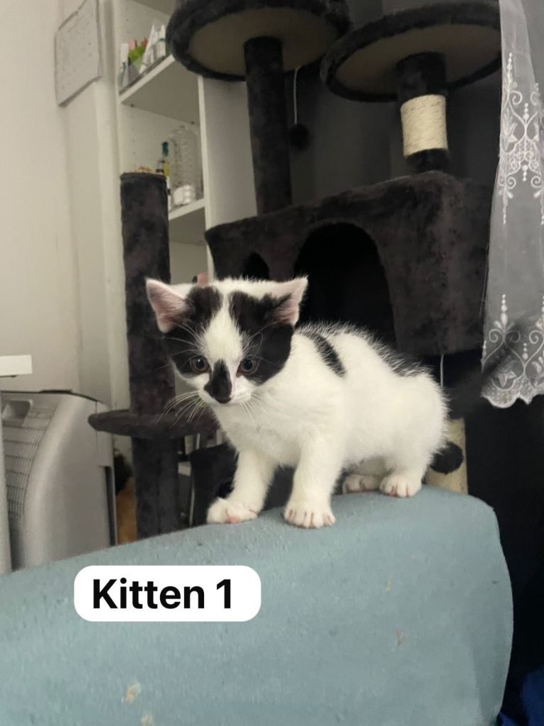 4 adorable kittens for sale 🥰 