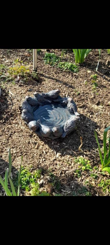 Looking for bird Bath / Bird feeder 