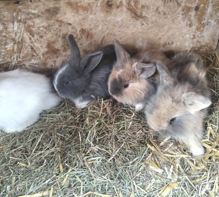Baby bunnies