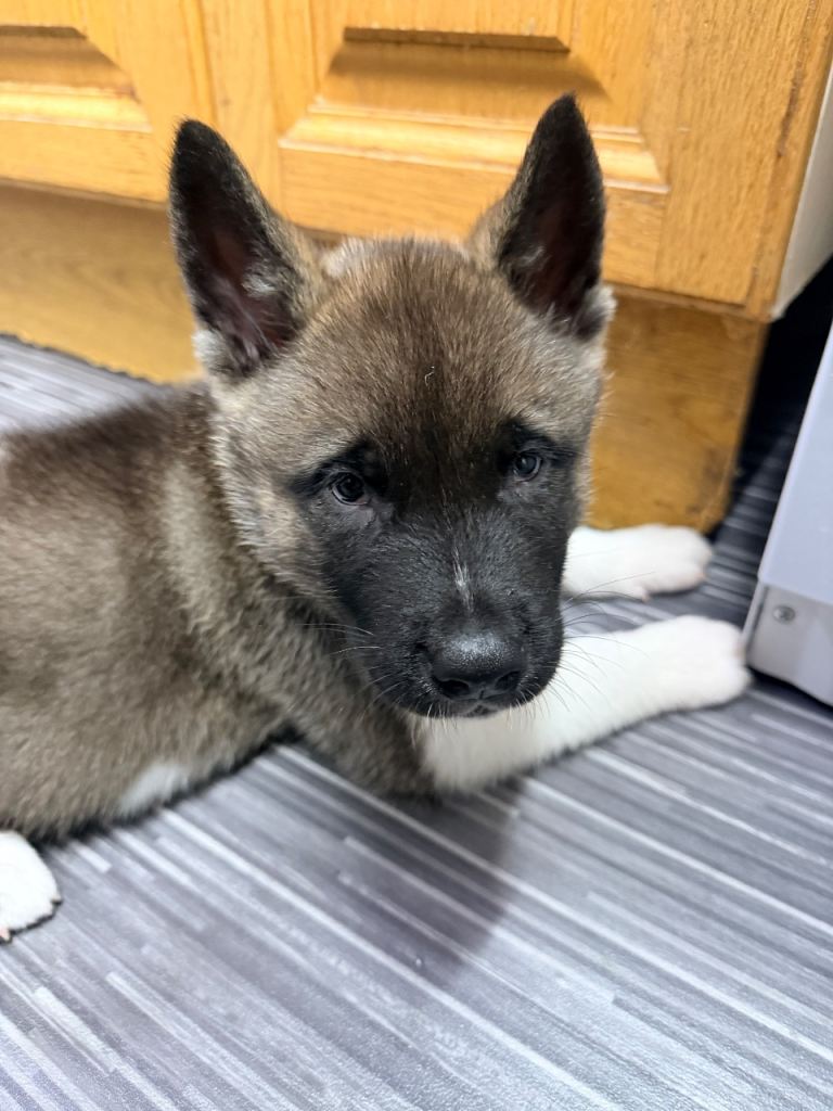 American Akita boy puppy 