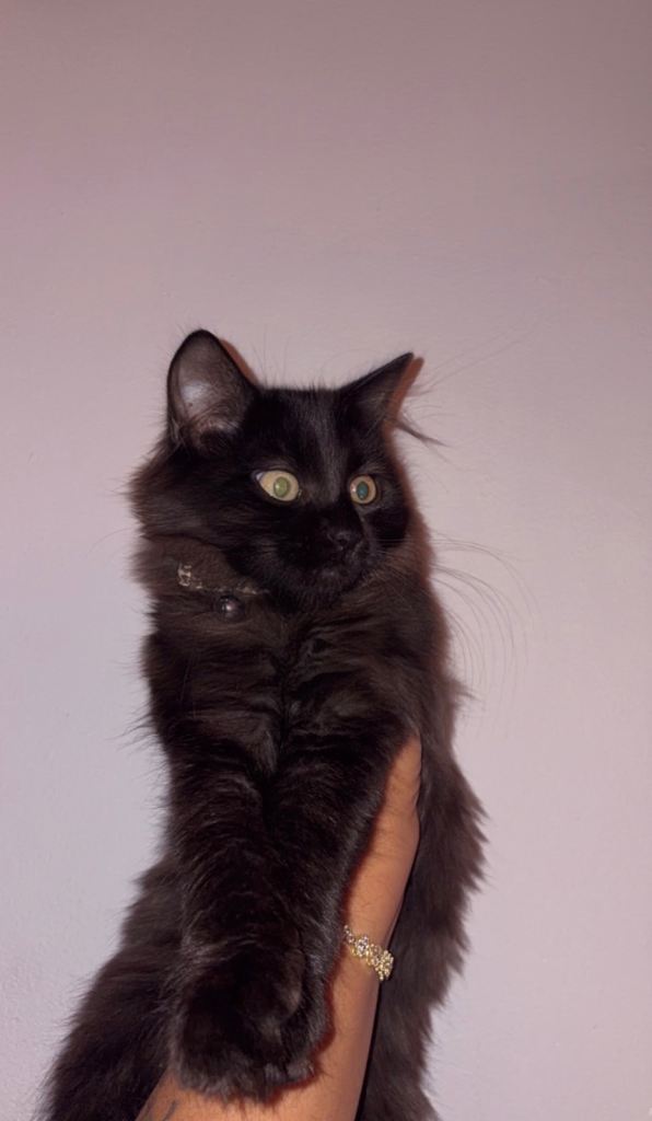 Maine Coon x British short hair mixed kitten 