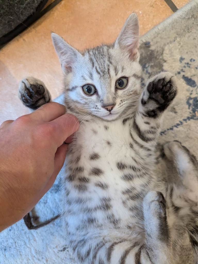 Unique Snow Bengals kitten