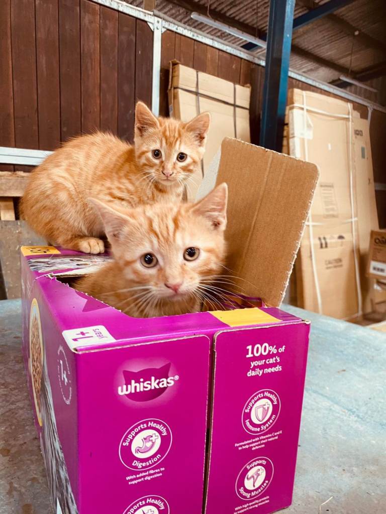 2 Ginger male cats