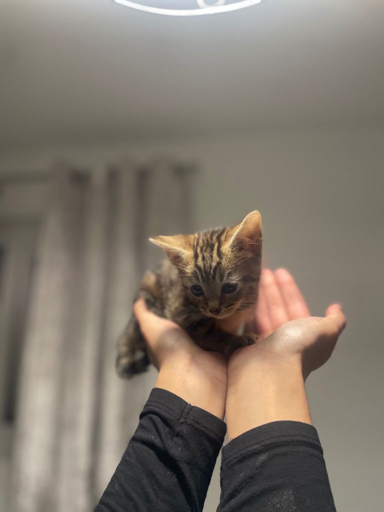 Beautiful most loving kittens for sale mixed colours 