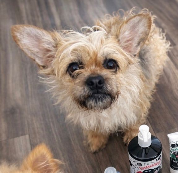 Shih tzu x French bull dog 