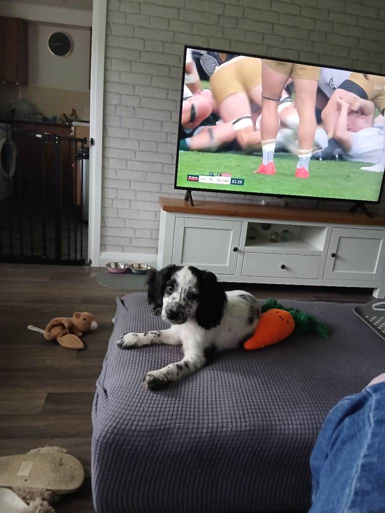 F2 female cockapoo 