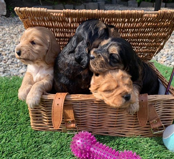 (Show Type Cocker Spaniel) puppies 4X