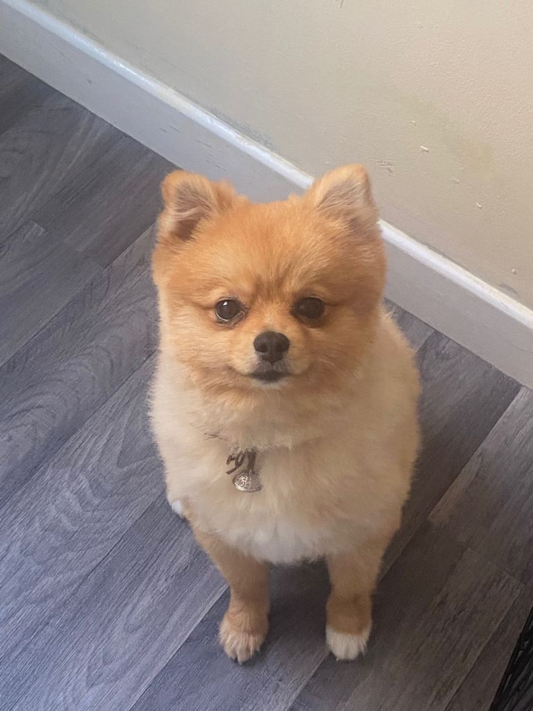Pomeranian dog