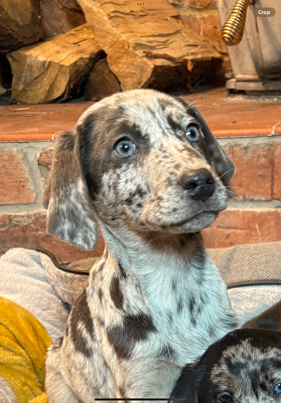 Last remaining stunning Merle boy available Labrador Puppies