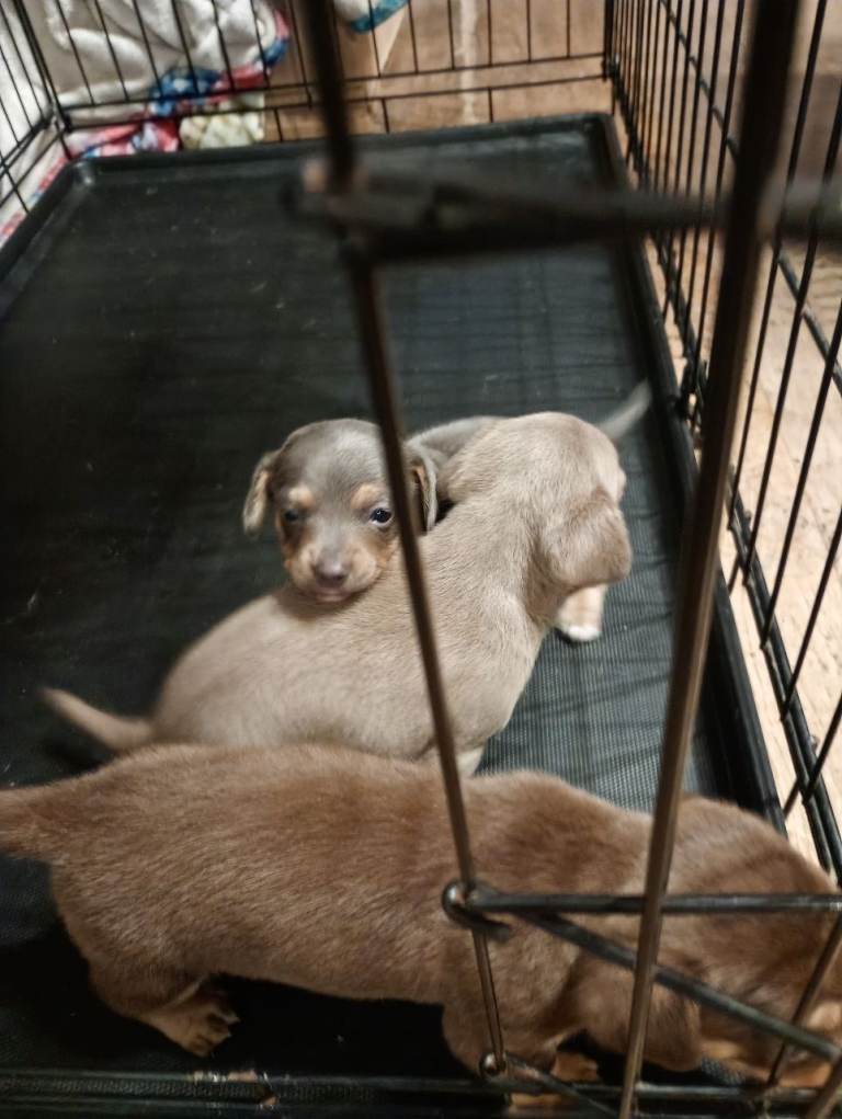 3x daschund chihuahua chiweenie puppies 