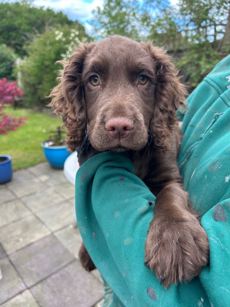 Cocker spaniel pup brown 12 weeks old