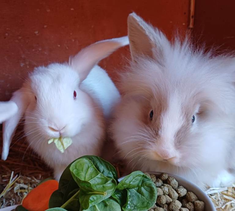 Baby Bunnies, lion head x lop eared cross. 2 girls & 2 boys available 
