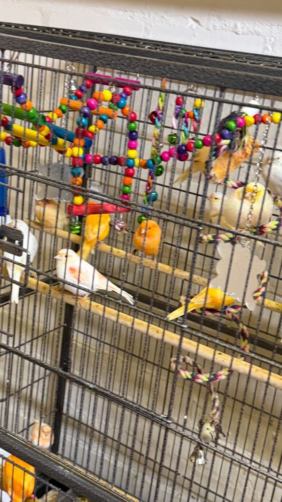 Canary available to go 