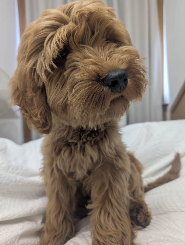 Male Cockapoo pup for sale