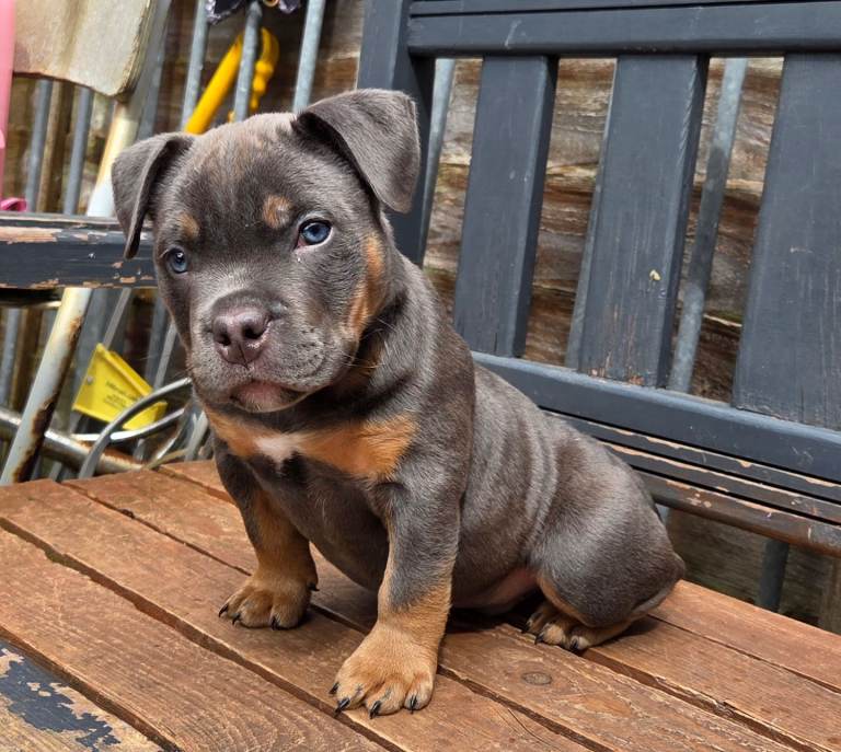 Pocketbully puppy 