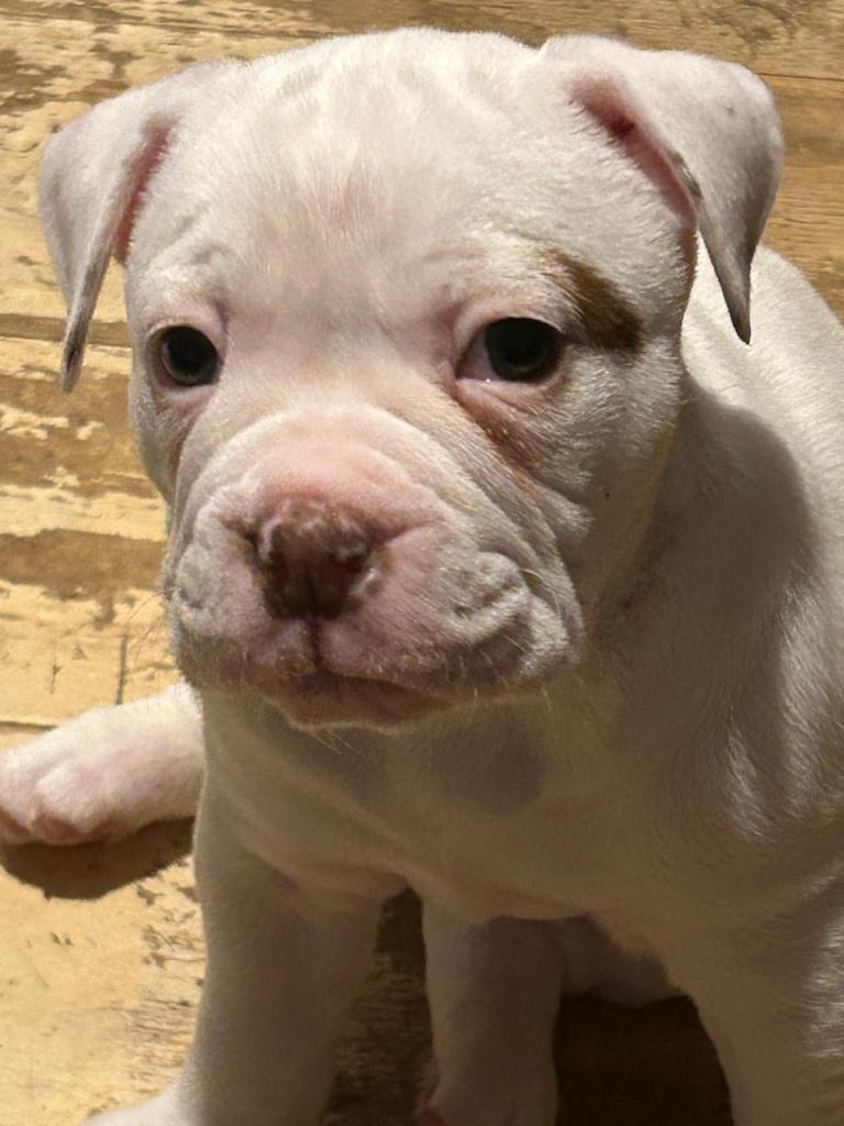 Old Tyme English bulldogs