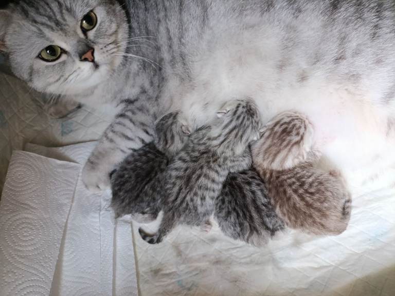 Purebred British Shorthair kittens 