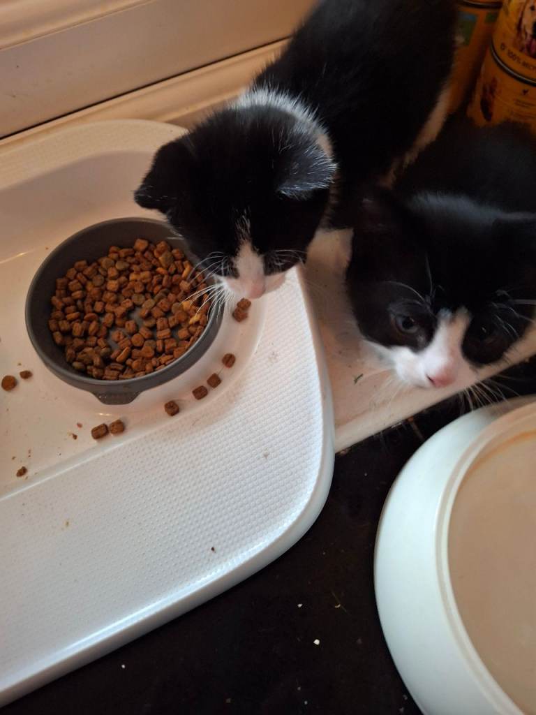 Kittens