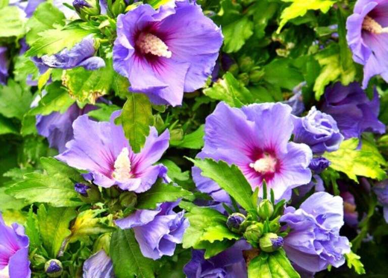1 x Hibiscus Blue Bird plant £5 or 2 plants for £9