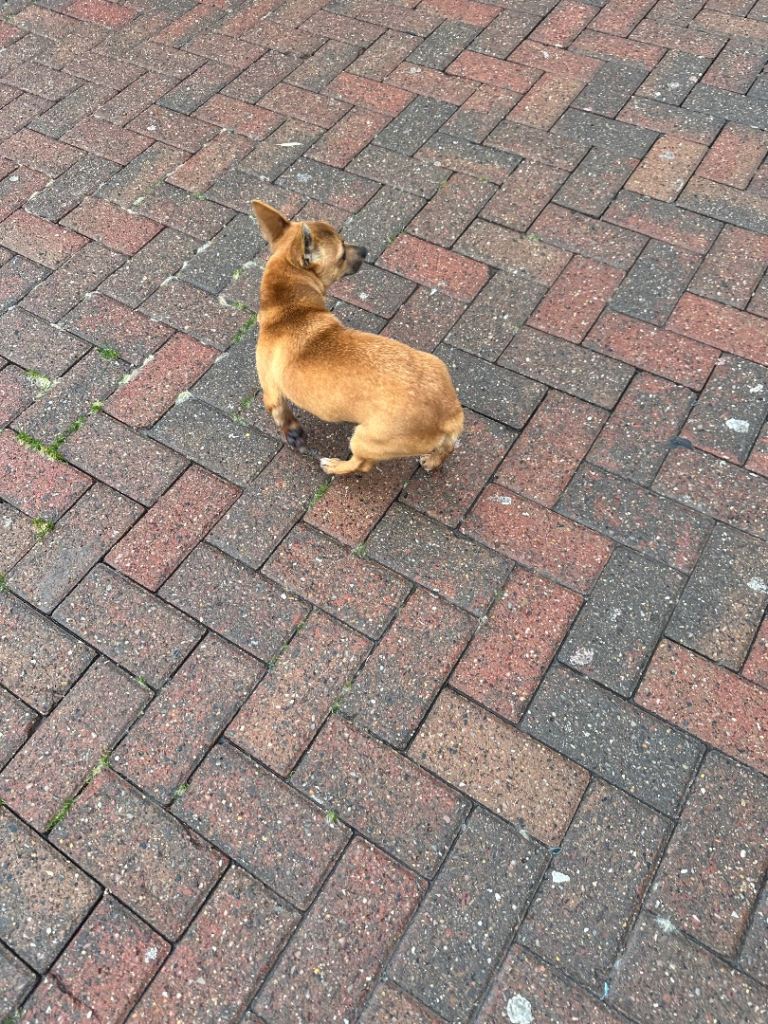 Cross between Chihuahua and Jack Russell