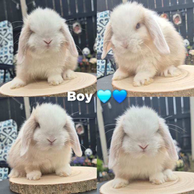 Mini Lop Babies