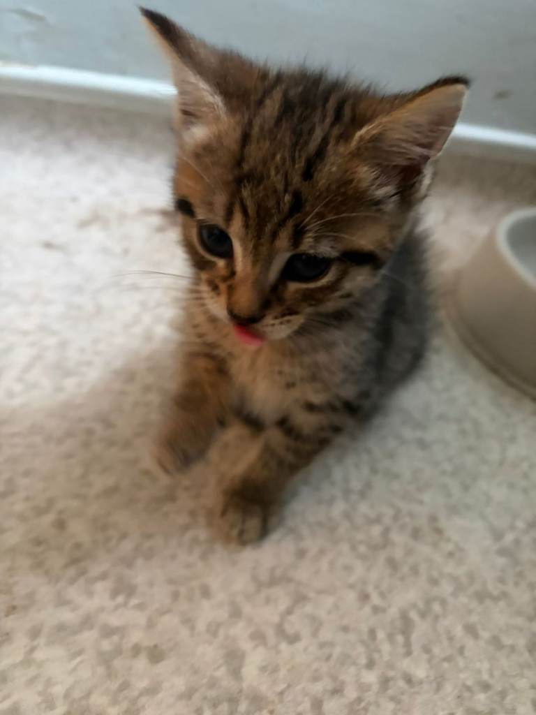 2 male and 1 female kittens