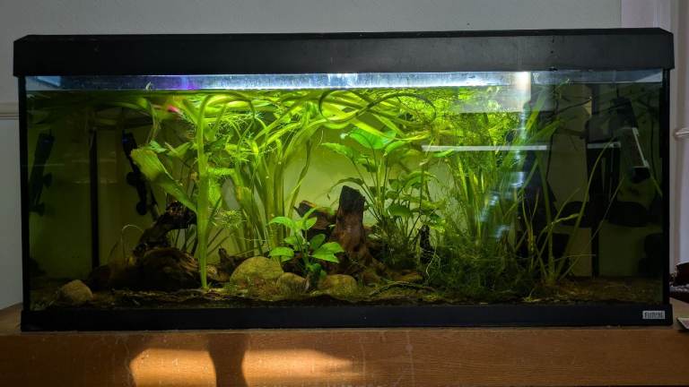 Fluval Roma 240 litre tank and stand 
