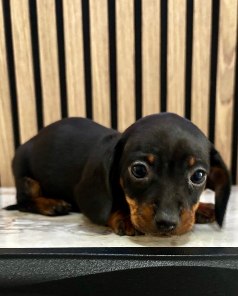 Last miniature Dachshund girl available 🐾🐾