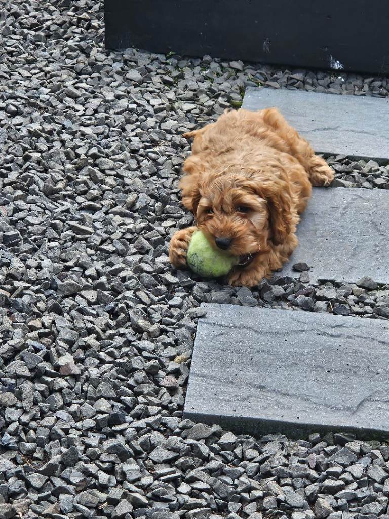 Cavapoo