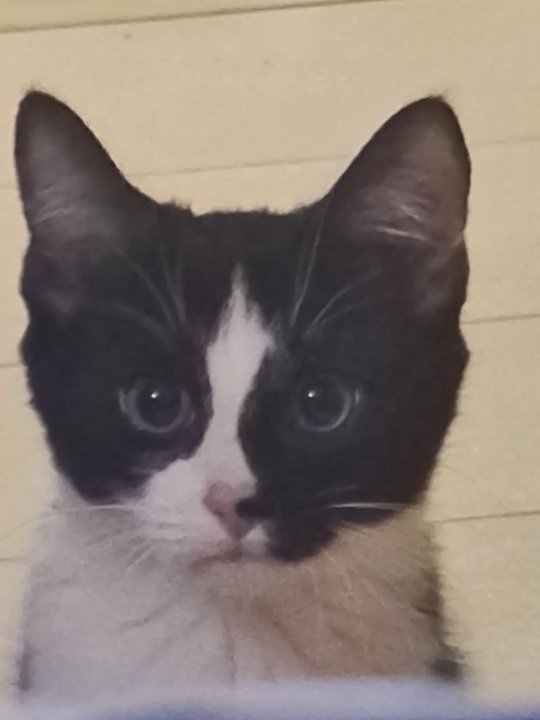 🐱 Simba – Neutered 7-Month-Old Male Kitten Looking for a Loving Home