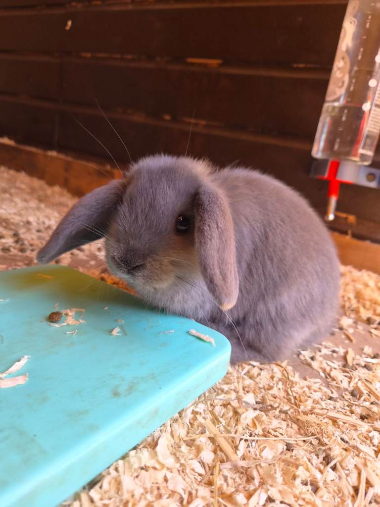 Stunning Pure Bred Mini Lop Rabbits