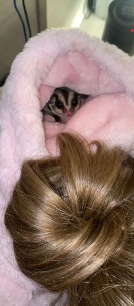 pair of gorgeous bonded sugar gliders