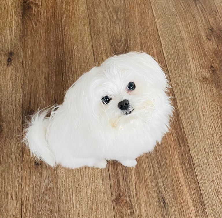 7 month old Maltese dog for sale 