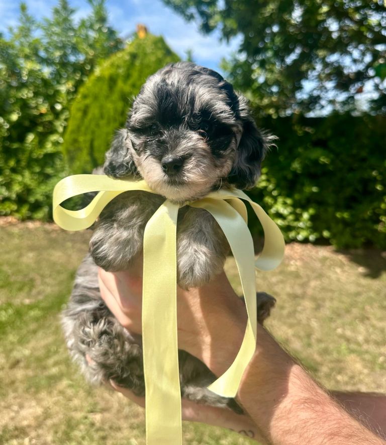 shihpoo puppies 
