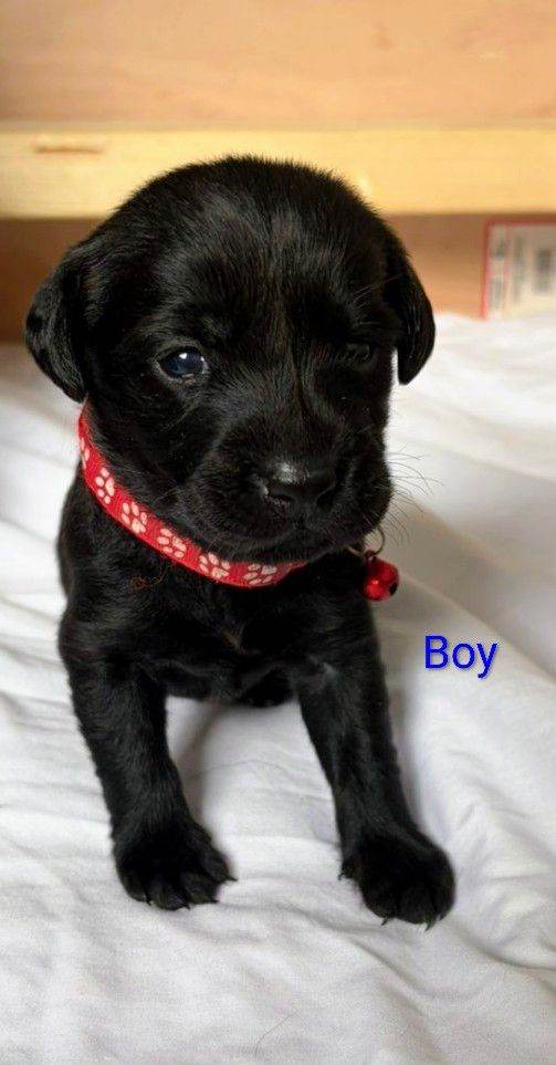 Beautiful black Labrador puppies 