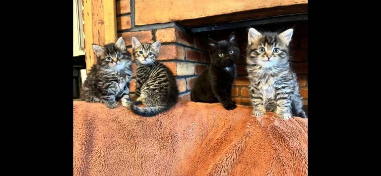 Kittens ready to go
