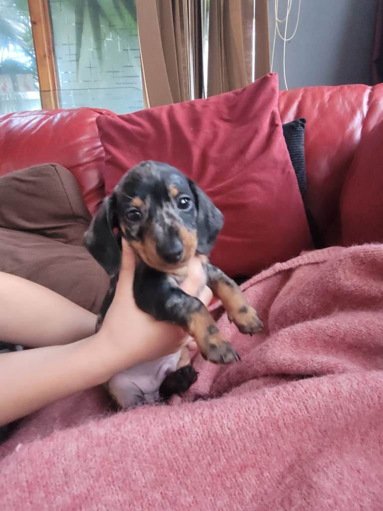 Daschund puppies 3 boys available 