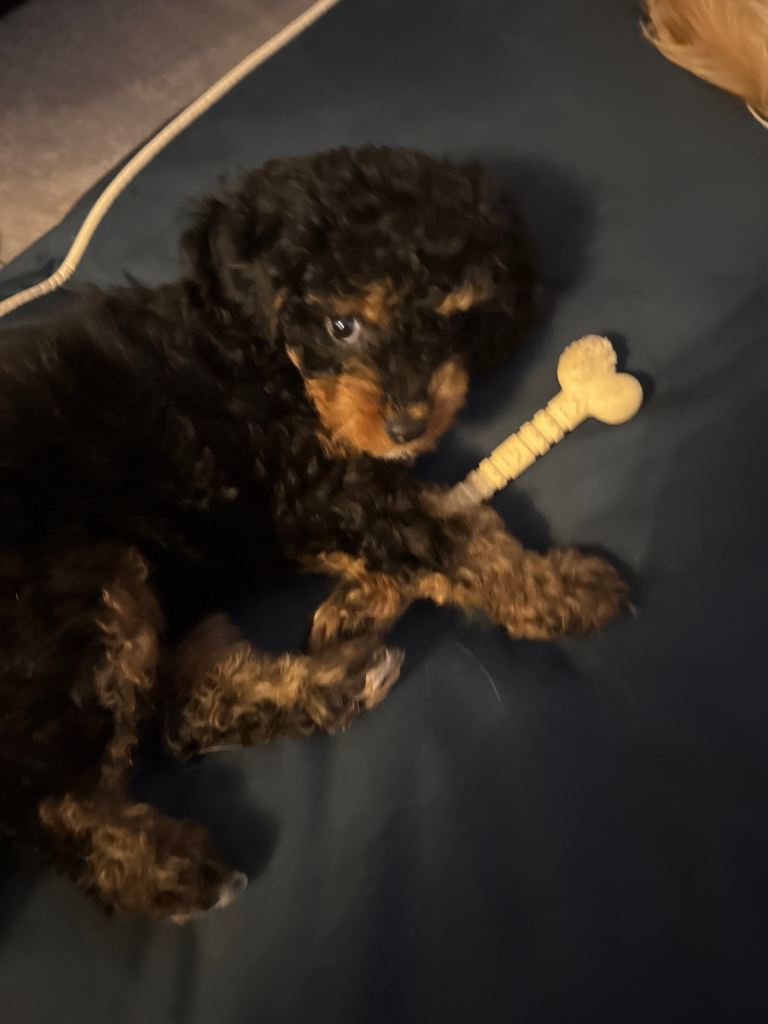 Cavapoo