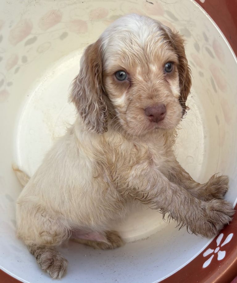 Beautiful cocker spaniel puppies 
